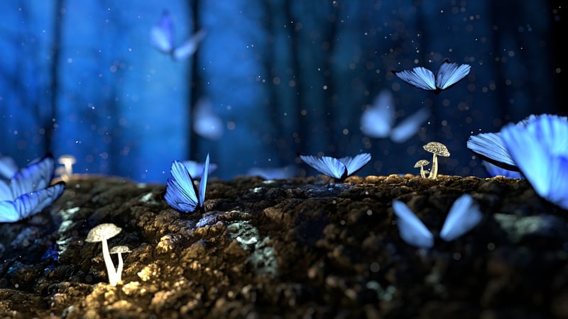 Whimsical Wonderland